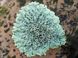 Attēlu rezultāti vaicājumam “Physcia aipolia”