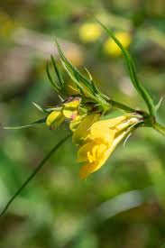 Attēlu rezultāti vaicājumam “Melampyrum pratense bud”