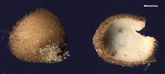 Attēlu rezultāti vaicājumam “Humaria hemisphaerica”