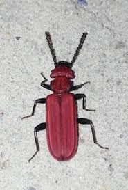 Attēlu rezultāti vaicājumam “Cucujus cinnaberinus”