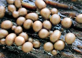 Attēlu rezultāti vaicājumam “Trichia contorta”