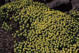 Attēlu rezultāti vaicājumam “Euphorbiaceae”
