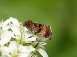 Attēlu rezultāti vaicājumam “Panemeria tenebrata”