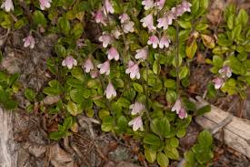 Attēlu rezultāti vaicājumam “Linnaea borealis”