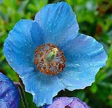 Image result for Meconopsis betonicifolia