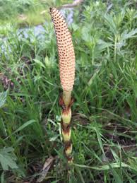 Attēlu rezultāti vaicājumam “Equisetum telmateia”