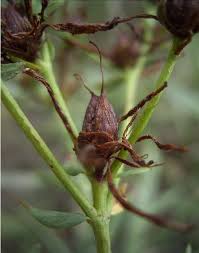 Attēlu rezultāti vaicājumam “Hypericum perforatum fruit”
