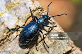 Attēlu rezultāti vaicājumam “Korynetes caeruleus”