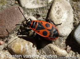 Attēlu rezultāti vaicājumam “Pyrrhocoris apterus imago”