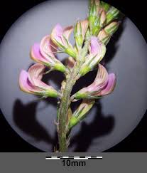 Attēlu rezultāti vaicājumam “Onobrychis arenaria”