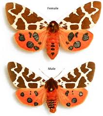 Attēlu rezultāti vaicājumam “Arctia caja”