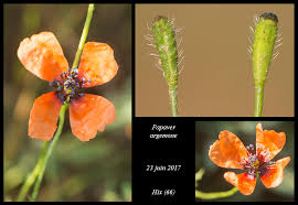 Attēlu rezultāti vaicājumam “Papaver argemone”