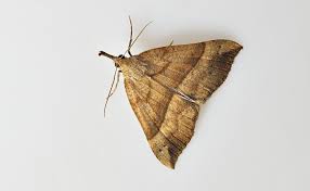 Attēlu rezultāti vaicājumam “Hypena proboscidalis”