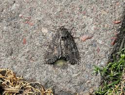 Attēlu rezultāti vaicājumam “Mamestra brassicae exuvia”