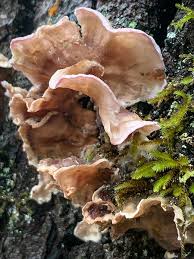 Attēlu rezultāti vaicājumam “Chondrostereum purpureum”