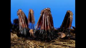 Attēlu rezultāti vaicājumam “Stemonitis herbatica plasmodium”