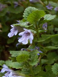 Image result for Glechoma hederacea