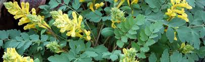 Attēlu rezultāti vaicājumam “Corydalis”