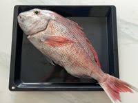 Image result for Pagrus pagrus