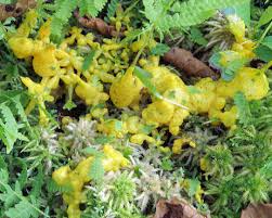 Attēlu rezultāti vaicājumam “Badhamia lilacina”