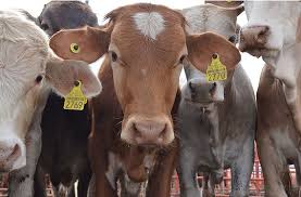 Image result for ganado bovino