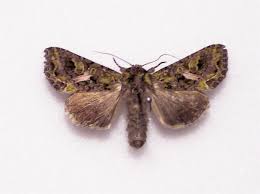 Attēlu rezultāti vaicājumam “Trachea atriplicis”