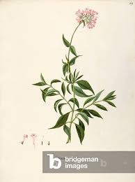 Attēlu rezultāti vaicājumam “Valerianaceae”
