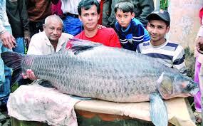 Image result for Mylopharyngodon piceus