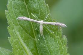 Attēlu rezultāti vaicājumam “Adaina microdactyla”