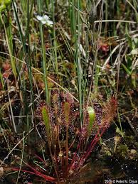 Attēlu rezultāti vaicājumam “Drosera anglica flower”