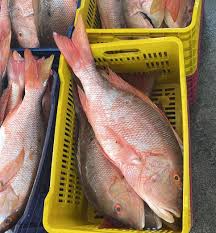 Image result for Lutjanus analis