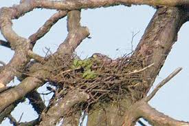 Attēlu rezultāti vaicājumam “Buteo buteo nest”