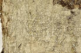 Attēlu rezultāti vaicājumam “Pertusaria amara”