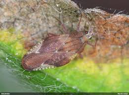 Attēlu rezultāti vaicājumam “Physatocheila smreczynskii”