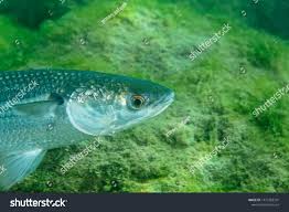 Image result for Chelon ramada