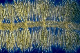 Attēlu rezultāti vaicājumam “Batrachospermum moniliforme”