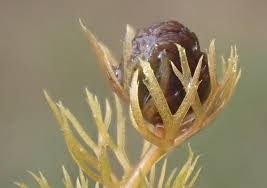 Attēlu rezultāti vaicājumam “Utricularia minor”