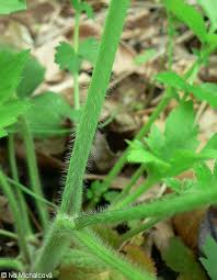 Attēlu rezultāti vaicājumam “Ranunculus lanuginosus bud”