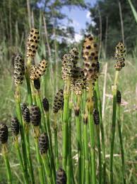 Attēlu rezultāti vaicājumam “Equisetum palustre”