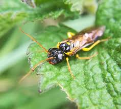Attēlu rezultāti vaicājumam “Pamphiliidae”