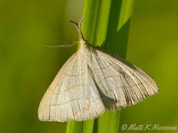 Attēlu rezultāti vaicājumam “Polypogon tentacularius”
