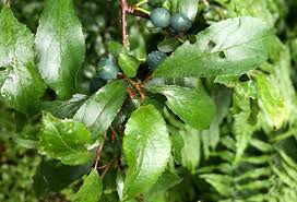 Attēlu rezultāti vaicājumam “Prunus spinosa leaf”