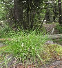 Attēlu rezultāti vaicājumam “Carex disperma”