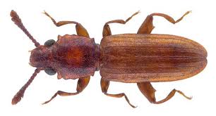 Attēlu rezultāti vaicājumam “Dendrophagus crenatus”