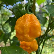 Afbeeldingsresultaat voor 7 pot hot pepper