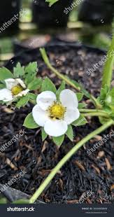 Attēlu rezultāti vaicājumam “Fragaria x ananassa flower”