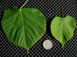 Attēlu rezultāti vaicājumam “Tilia platyphyllos Laciniata leaf”