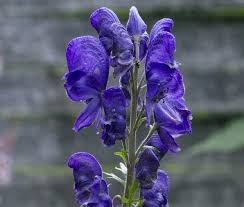 Attēlu rezultāti vaicājumam “Aconitum napellus bud”