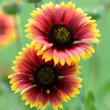 Image result for Gaillardia pulchella
