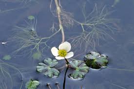 Attēlu rezultāti vaicājumam “Ranunculus brunnescens”